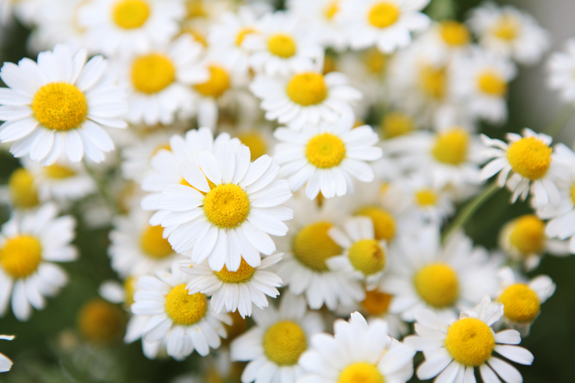 Chamomile