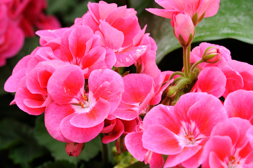 Geranium